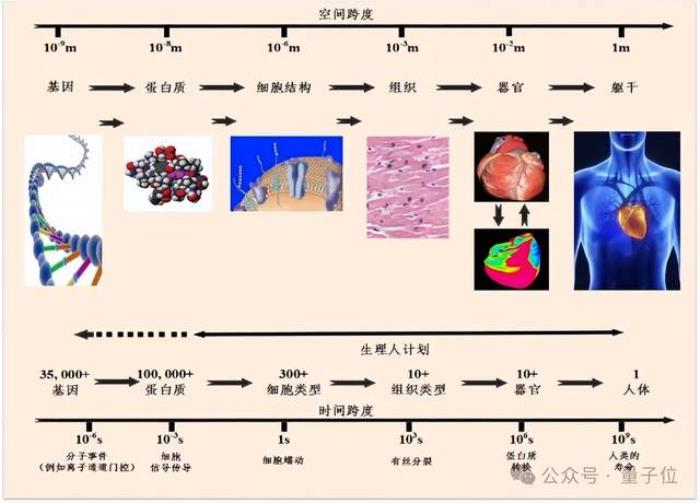 智源发布心脏模型!超实时仿真人体生理功能,速度提升180倍