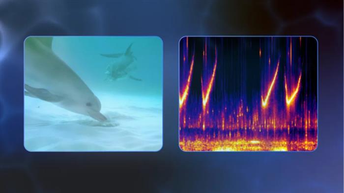 能理解海豚声音！谷歌开发全新AI模型DolphinGemma