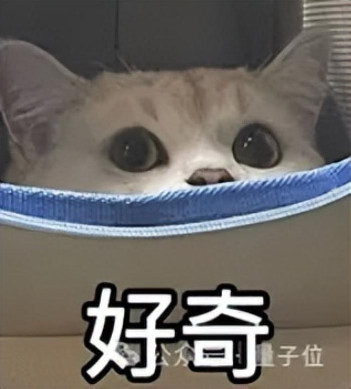 海豚语言被谷歌大模型破译!跨物种交流大门打开,哈萨比斯:下一个是狗